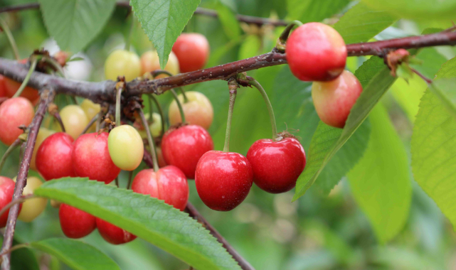 Kiraz hasreti bu sene bitiyor