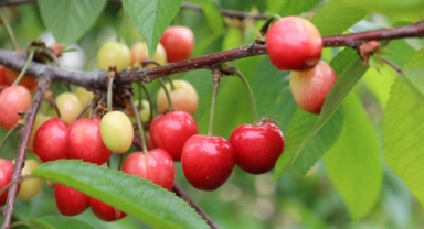 Kiraz hasreti bu sene bitiyor