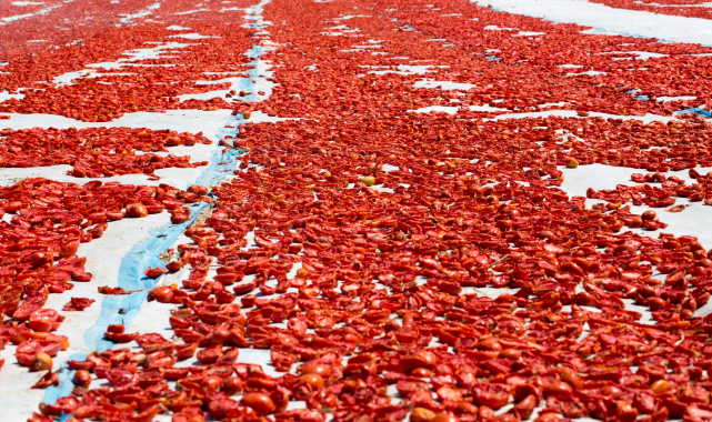 Meyve sebze ihracatında aslan payı Ege’nin