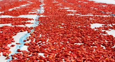 Meyve sebze ihracatında aslan payı Ege’nin