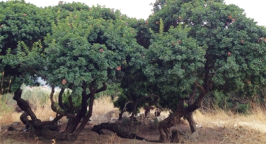 Sakız Ağacı mirası İstinyePark İzmir’de ziyaretçilerle buluşuyor
