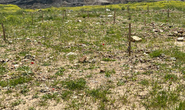 Yeniköy Kemerköy Enerji 4 bin zeytin fidanını toprakla buluşturdu (Videolu Haber)