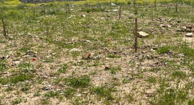 Yeniköy Kemerköy Enerji 4 bin zeytin fidanını toprakla buluşturdu (Videolu Haber)
