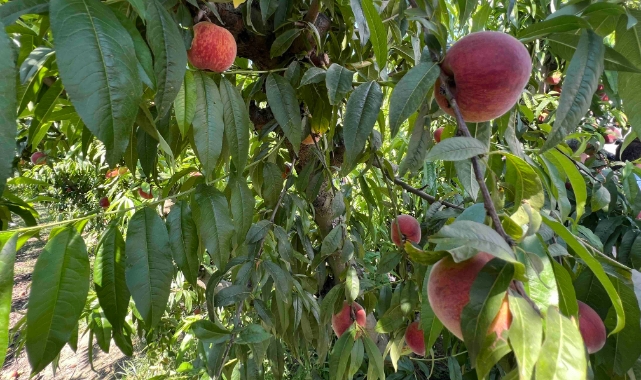 Şeftali ve nektarinde hasat zamanı
