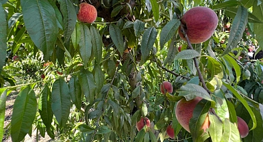 Şeftali ve nektarinde hasat zamanı