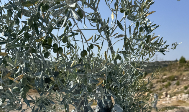 Dünya zeytin literatürüne giren başarı