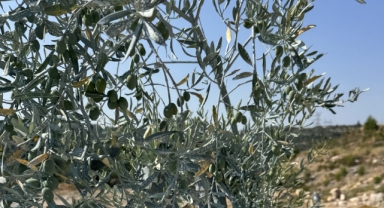 Dünya zeytin literatürüne giren başarı