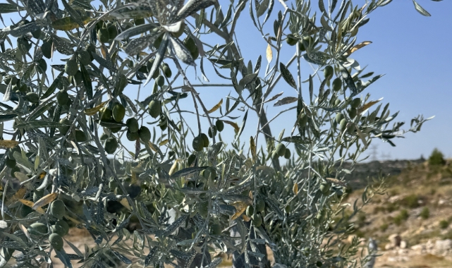 Dünya zeytin literatürüne giren başarı