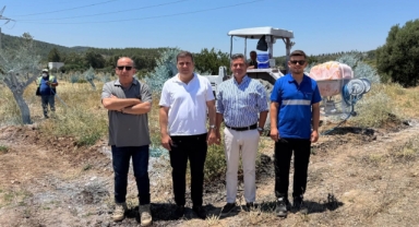 Milas'ta taşınan zeytin ağaçları ile yerel istihdam artıyor
