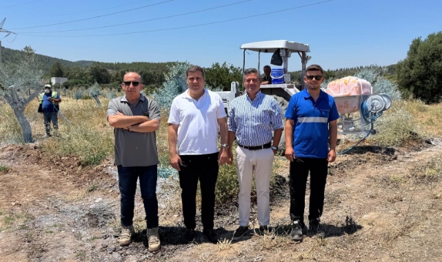 Milas'ta taşınan zeytin ağaçları ile yerel istihdam artıyor